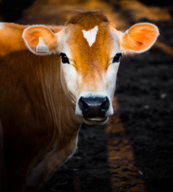 Bieżąca obsługa rolników