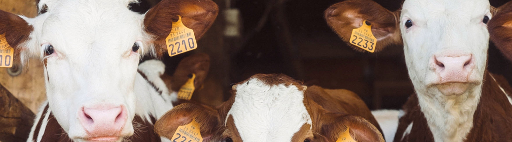 Bieżąca obsługa rolników