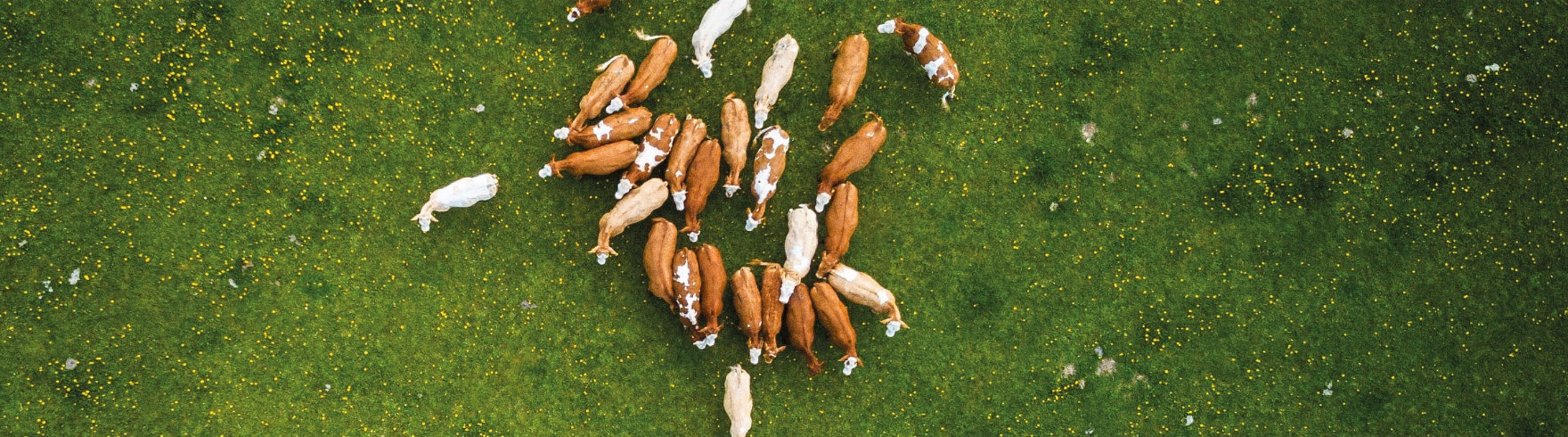 Usługi rachunkowo-księgowe