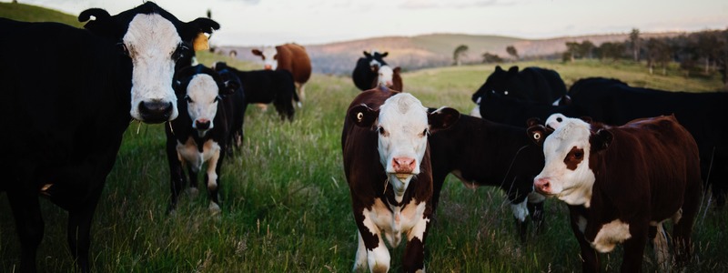 Prowadzenie księgi stada