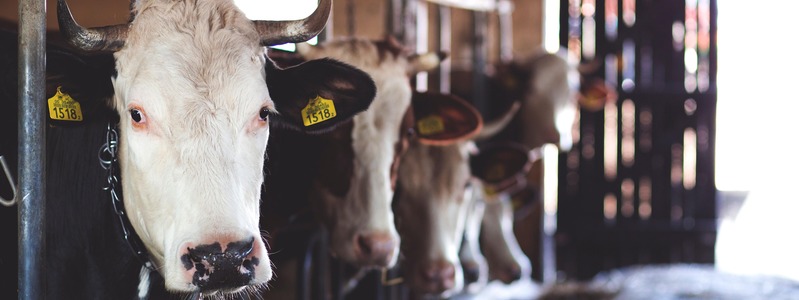 Kolczyki dla zwierząt